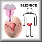 Sliznice