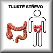 Střeva